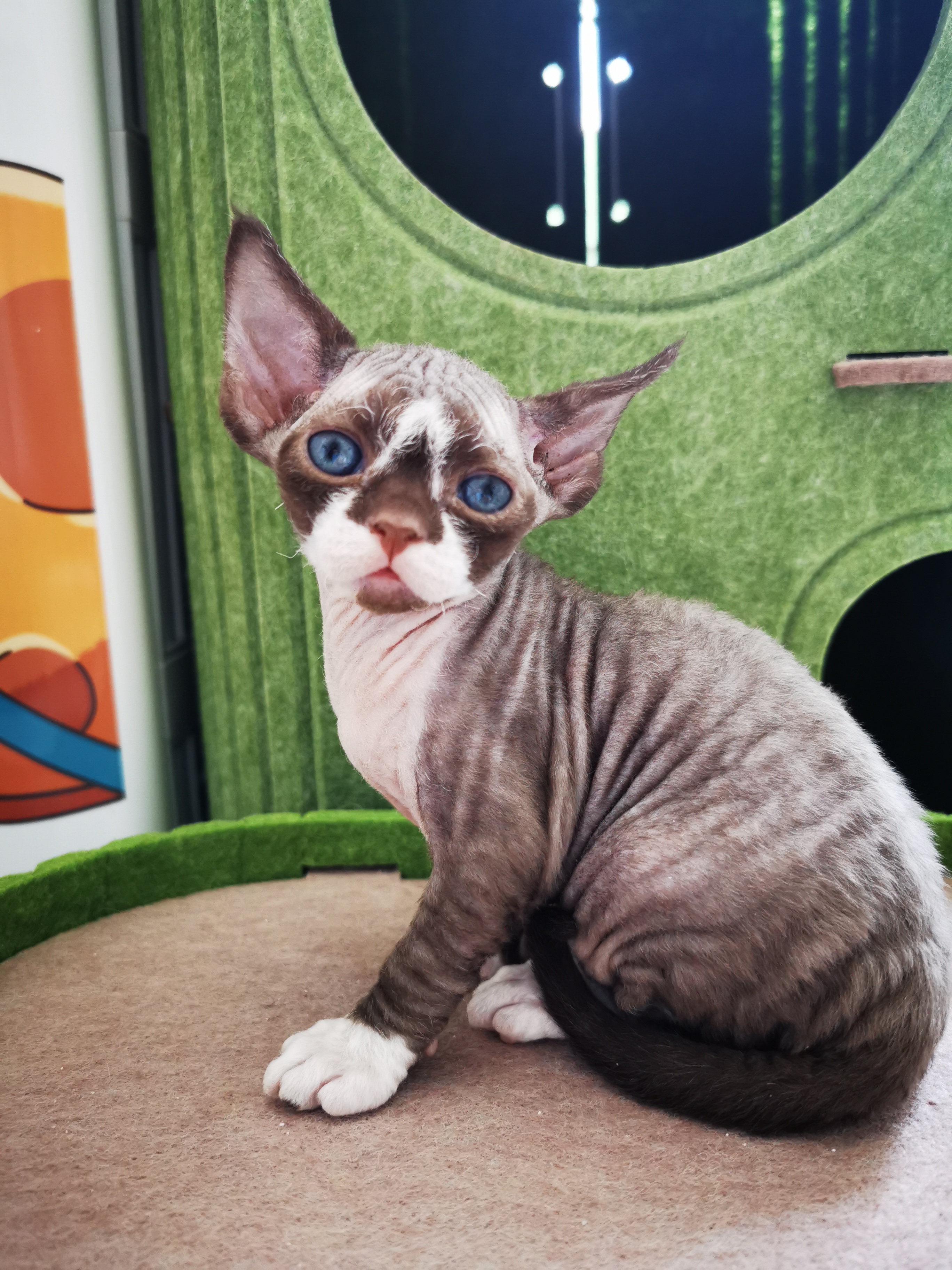 德文卷毛猫，三花，咖白，玳瑁